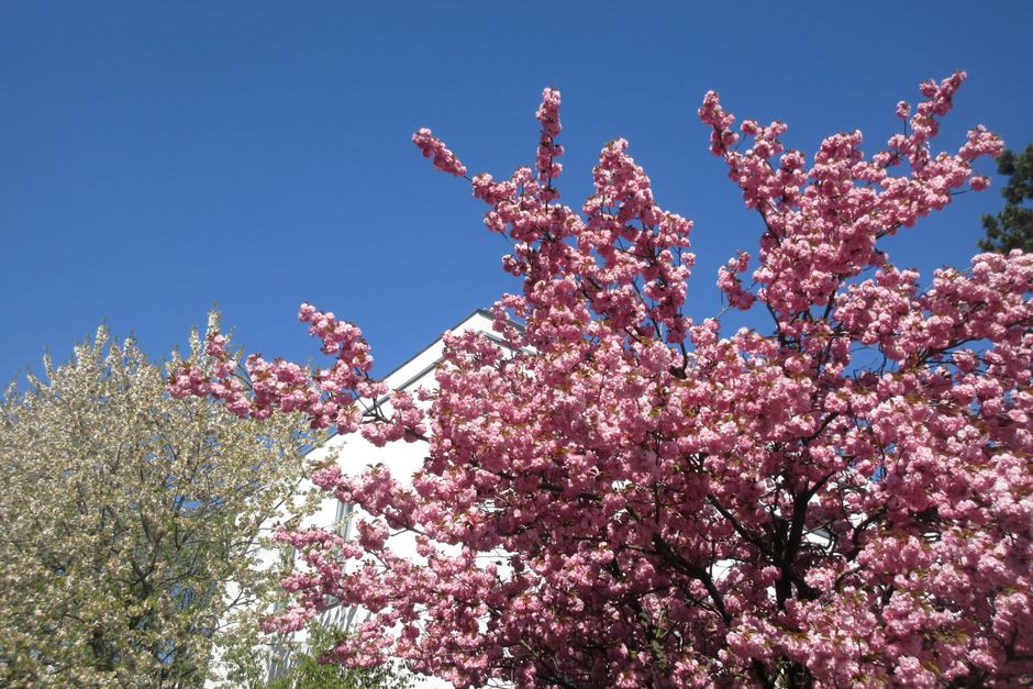 Vibrant cherry blossom tree in full spring bloom — how to grow cherry trees from cherry pits in Surrey BC