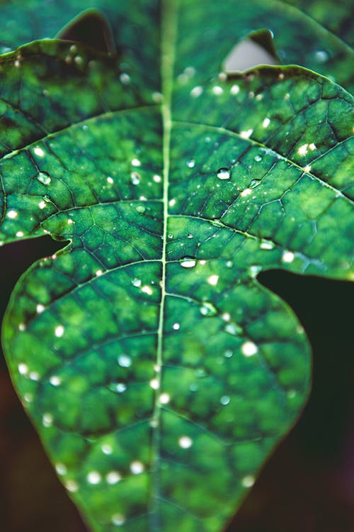 бесплатная Капли воды на зеленом листе Стоковое фото