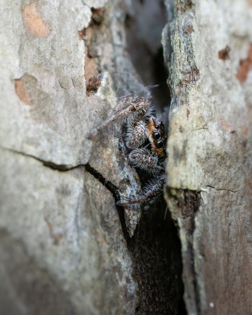 Free Macro photo of a jumping spider hiding in tree bark crevice. Stock Photo