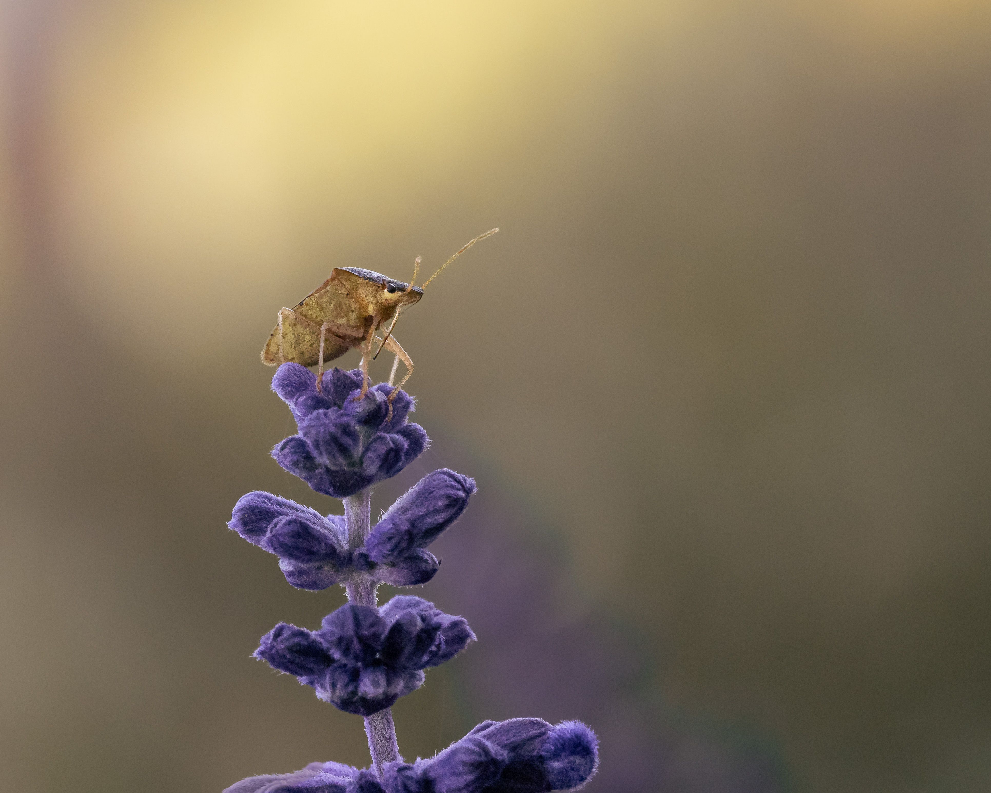 Is your bug spray pet-safe? Here’s how to keep your home bug-free and your pets healthy — Photo by Dmytro Koplyk on Pexels