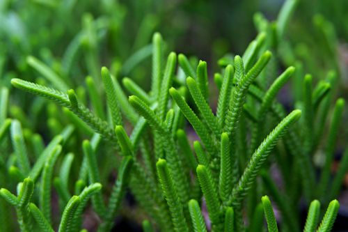 Free Detailed close-up of lush and vibrant club moss fronds showcasing their intricate texture and green color. Stock Photo