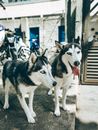 Adult huskies with grey eyes