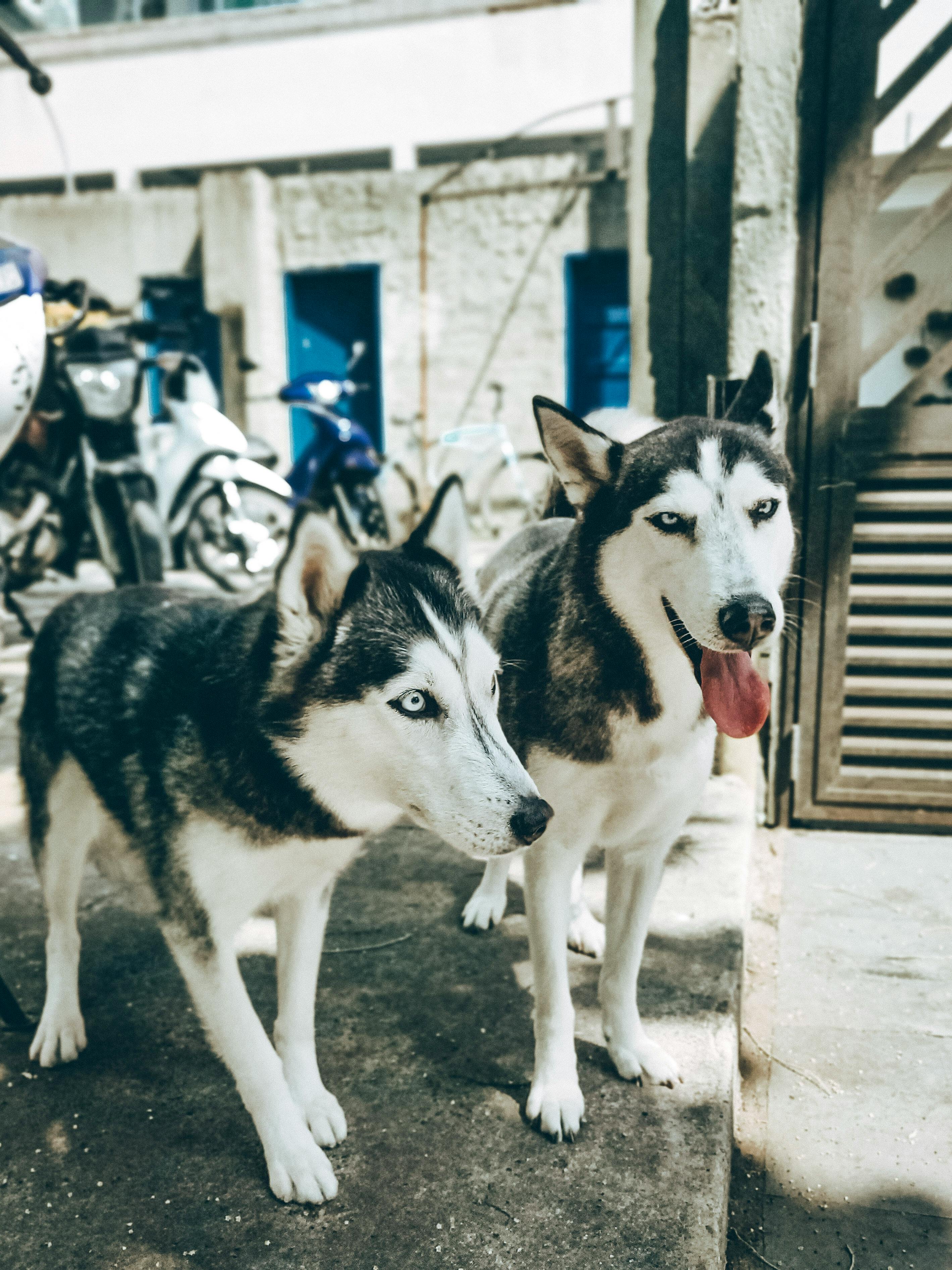 What Dogs Have Grey Eyes