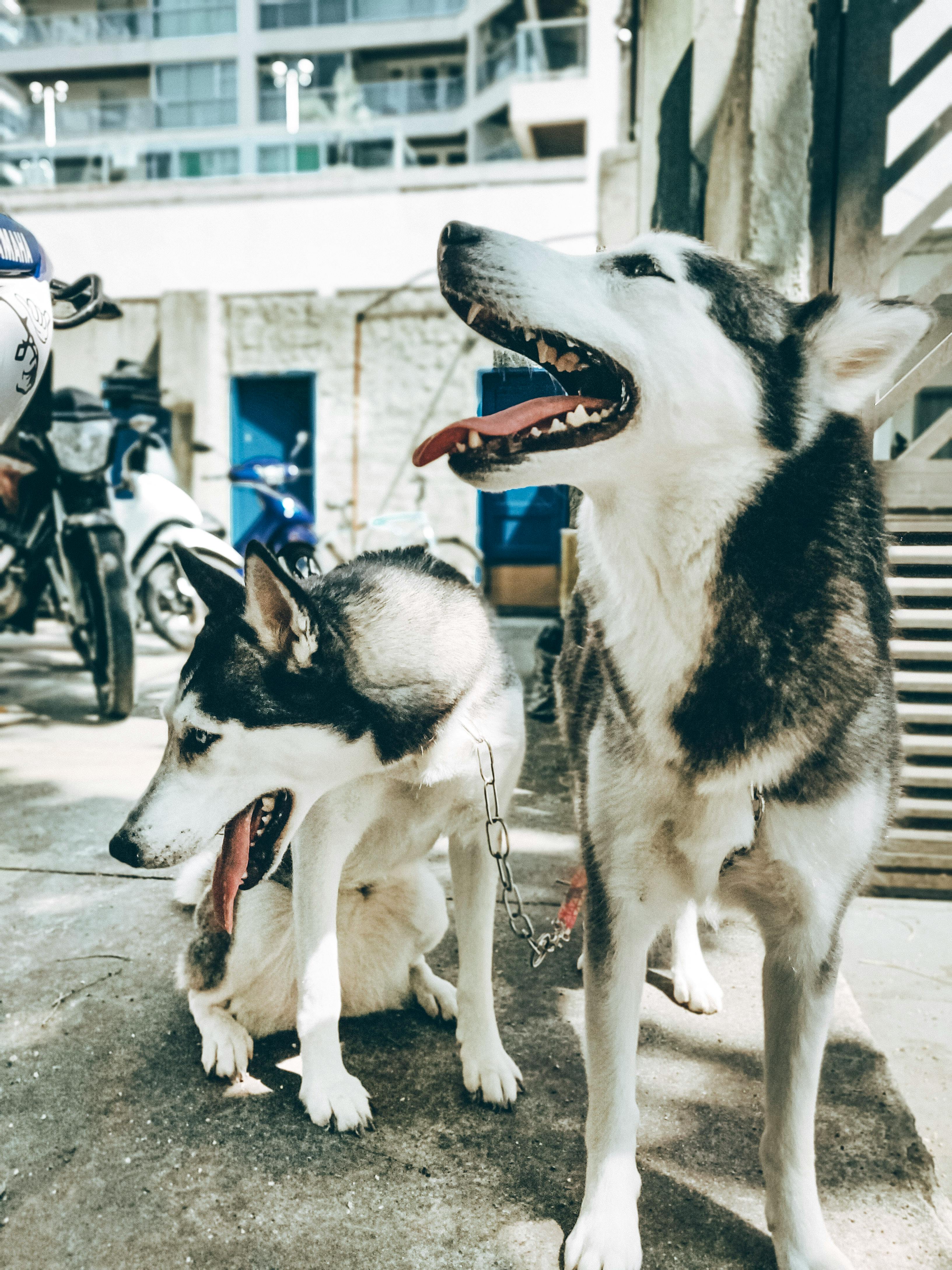 Kenapa Rantai Motor Bisa Berisik? Biang Keroknya Ternyata...