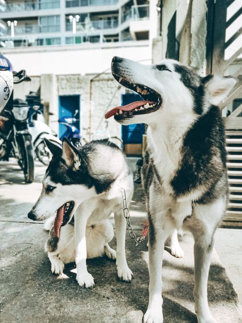 Kenapa Rantai Motor Bisa Berisik? Biang Keroknya Ternyata... Kenapa Rantai Motor Bisa Berisik? Biang Keroknya Ternyata...