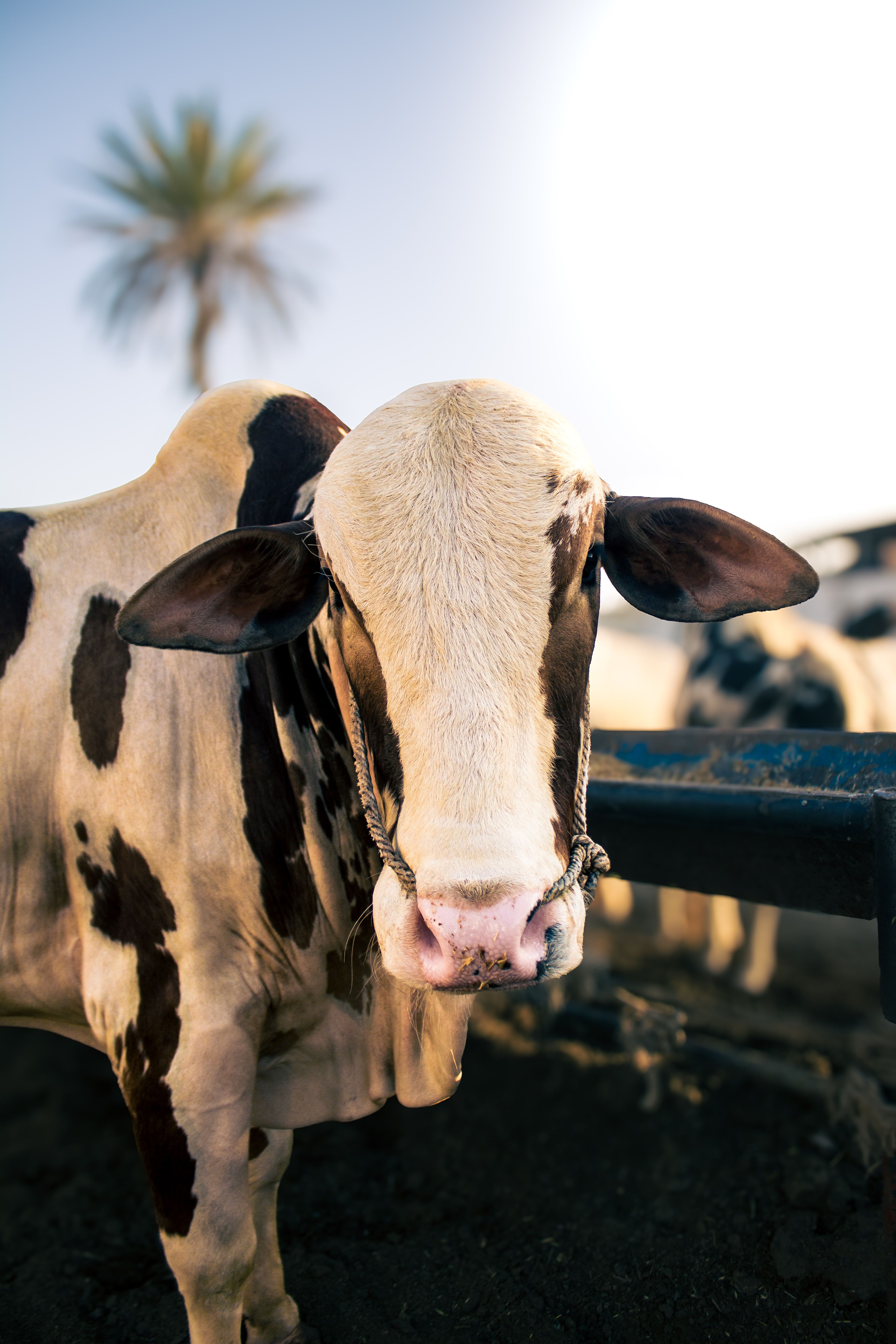 Close-up of a Holstein cow standing outside with a palm tree in the background.