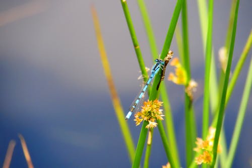 Selective Focus Photography of Damsel Fly on Green Leaf