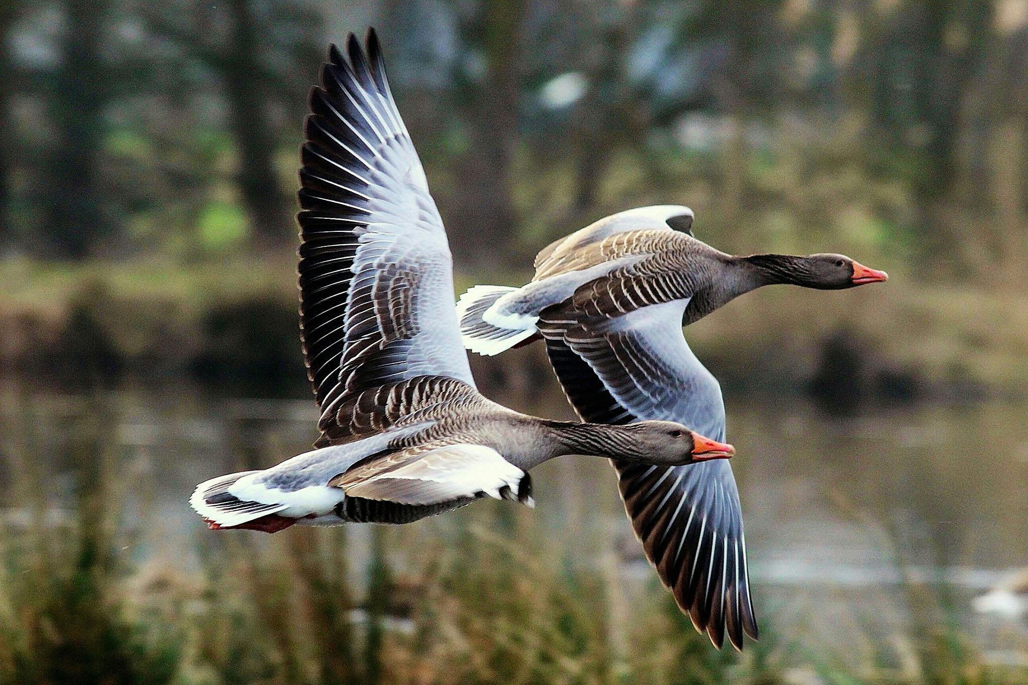 Free stock photo of flying, geese, goose