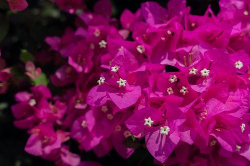 Free Stunning close-up of pink bougainvillea flowers in full bloom, showcasing their vibrant color and intricate detail. Stock Photo