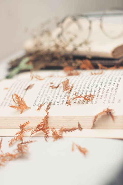 Free An open book with dried leaves creates a serene still life composition. Stock Photo
