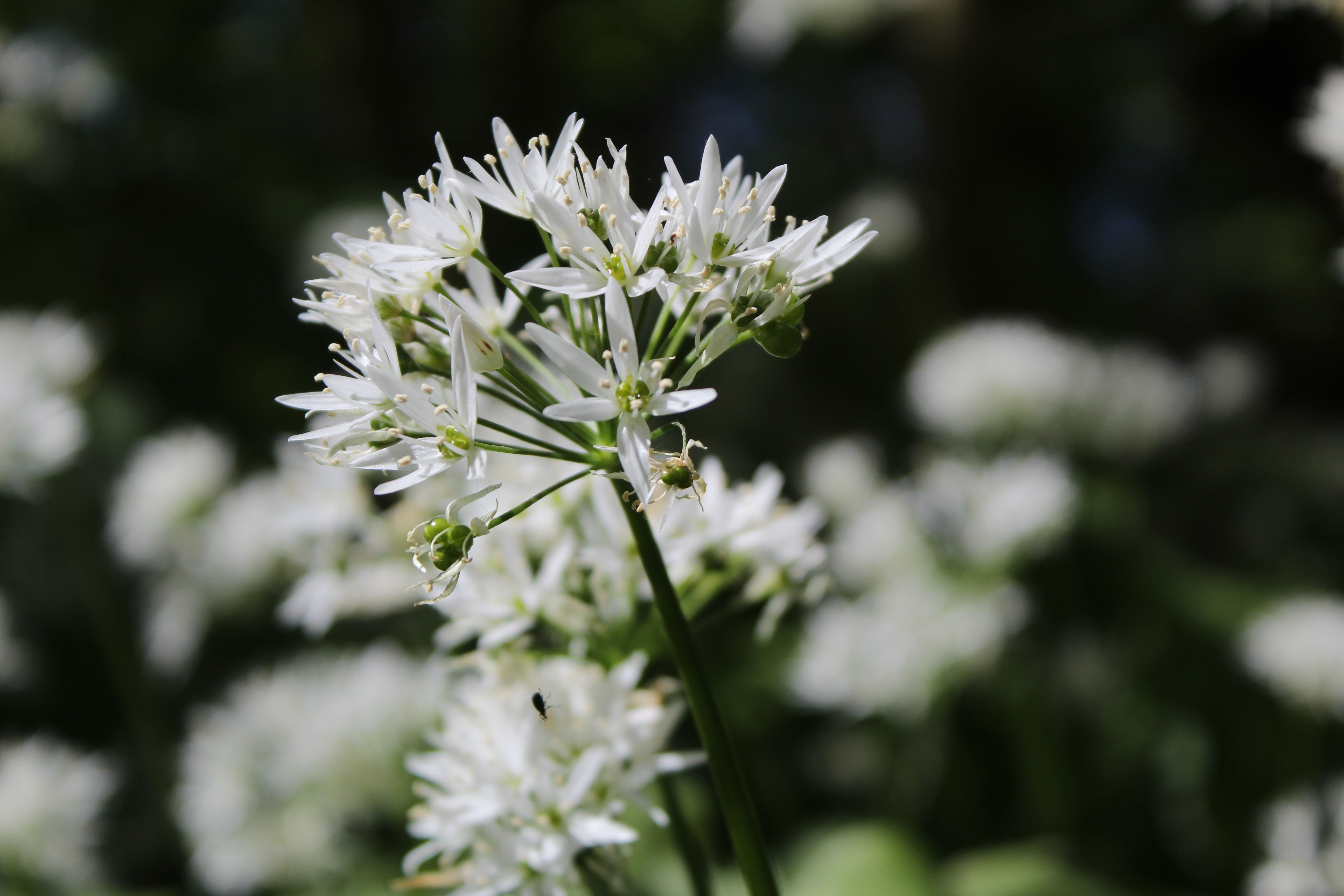Delicate white flowers bloom under sunlight, showcasing nature's beauty in Wigan, England.