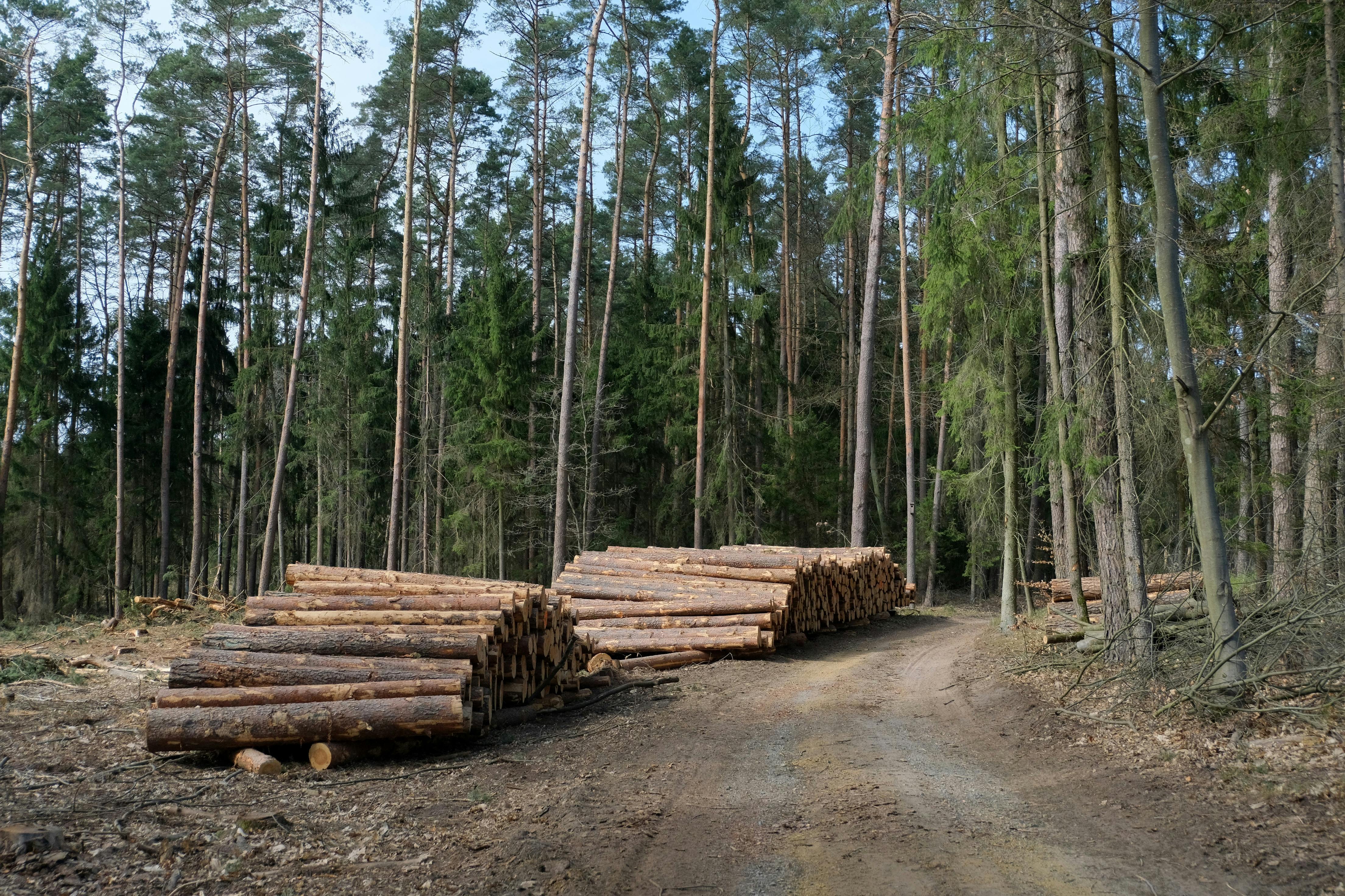 Timber and Mineral Rights May Have Been Split Off Long Ago