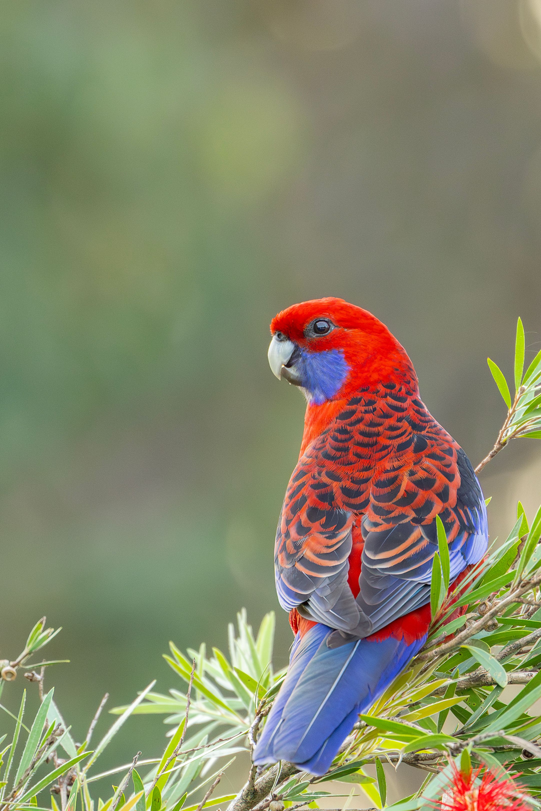grátis Uma vibrante Rosela carmesim (Platycercus elegans) descansando em um eucalipto na praia de Culburra, exibindo sua plumagem colorida. Foto profissional