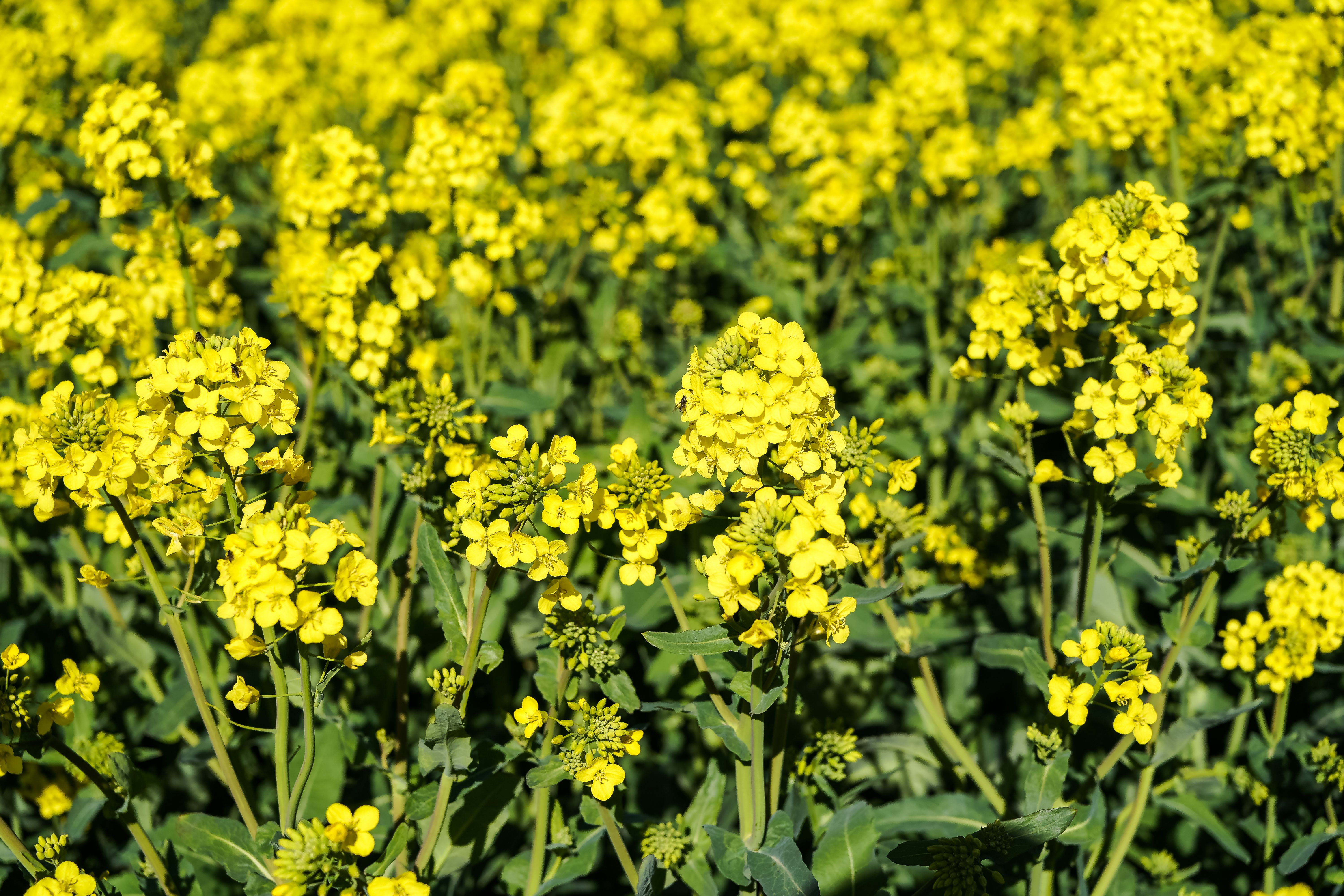 Mutação genética em canola revela genes que controlam tamanho de sementes e síliquas