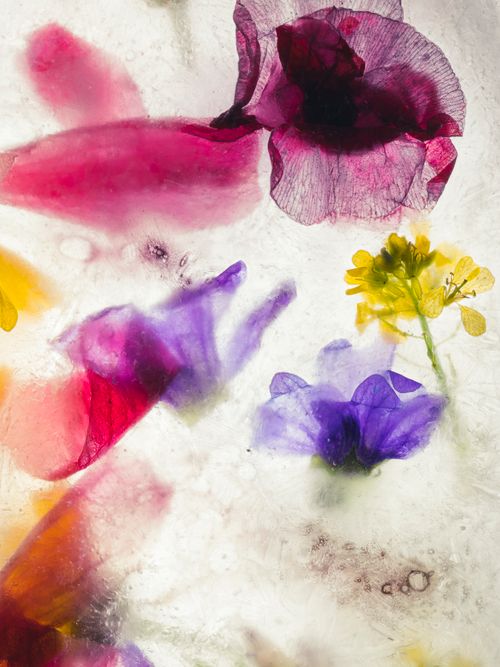 Free Explore colorful blossoms frozen in ice for a unique floral display. Stock Photo