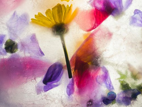 Free Colorful flowers frozen in ice, capturing a unique and vibrant artistic expression. Stock Photo