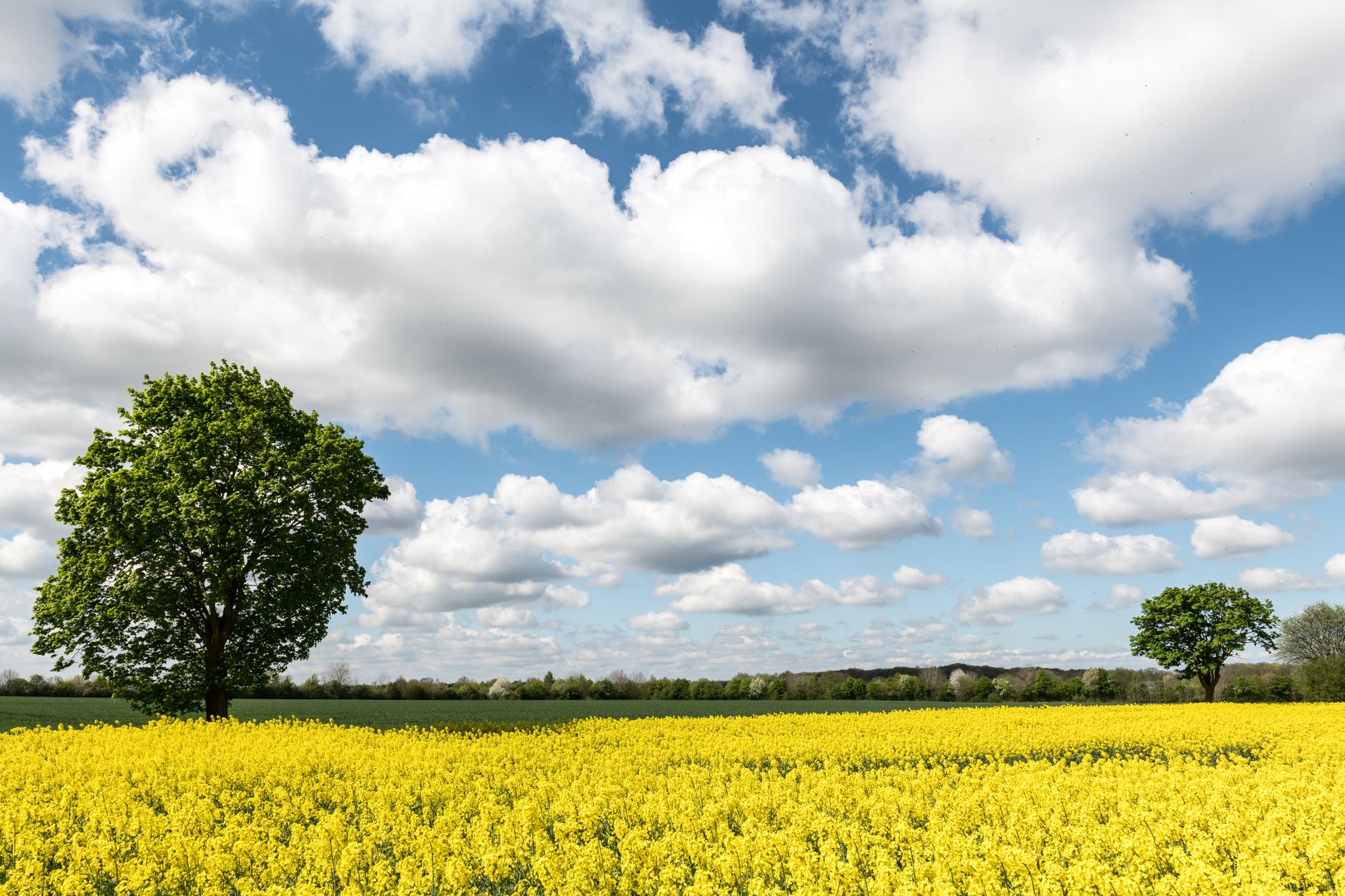 Blühender Raps im Frühling