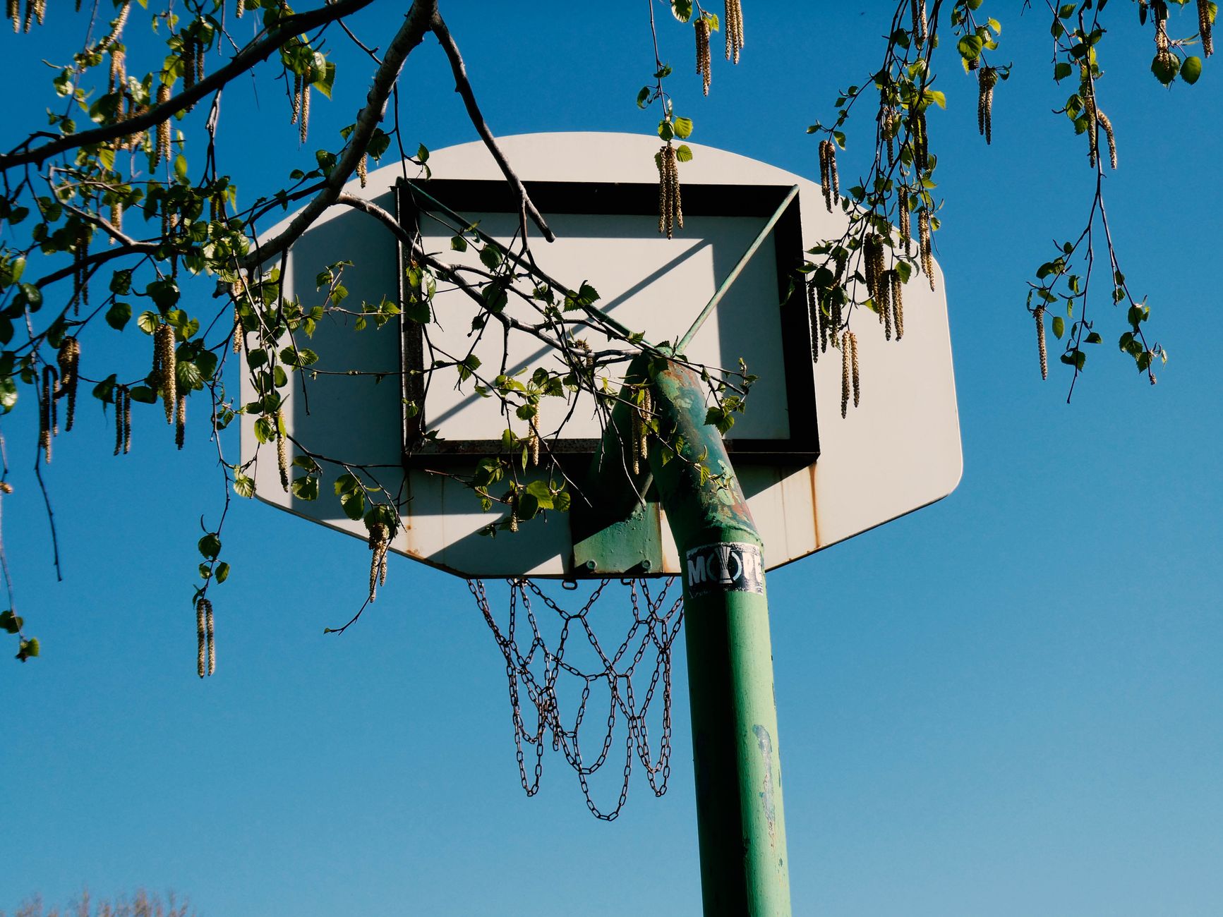 Old basketball hoop with chain netting surrounded by leaves and branches against clear blue sky.