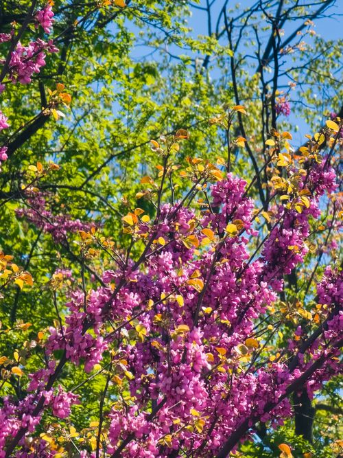 Free Bright pink blossoms bloom among lush green foliage in Shumen, Bulgaria, capturing the essence of spring. Stock Photo