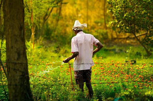 Free A gardener in traditional attire works in a marigold field, highlighted by warm, golden tones. Stock Photo