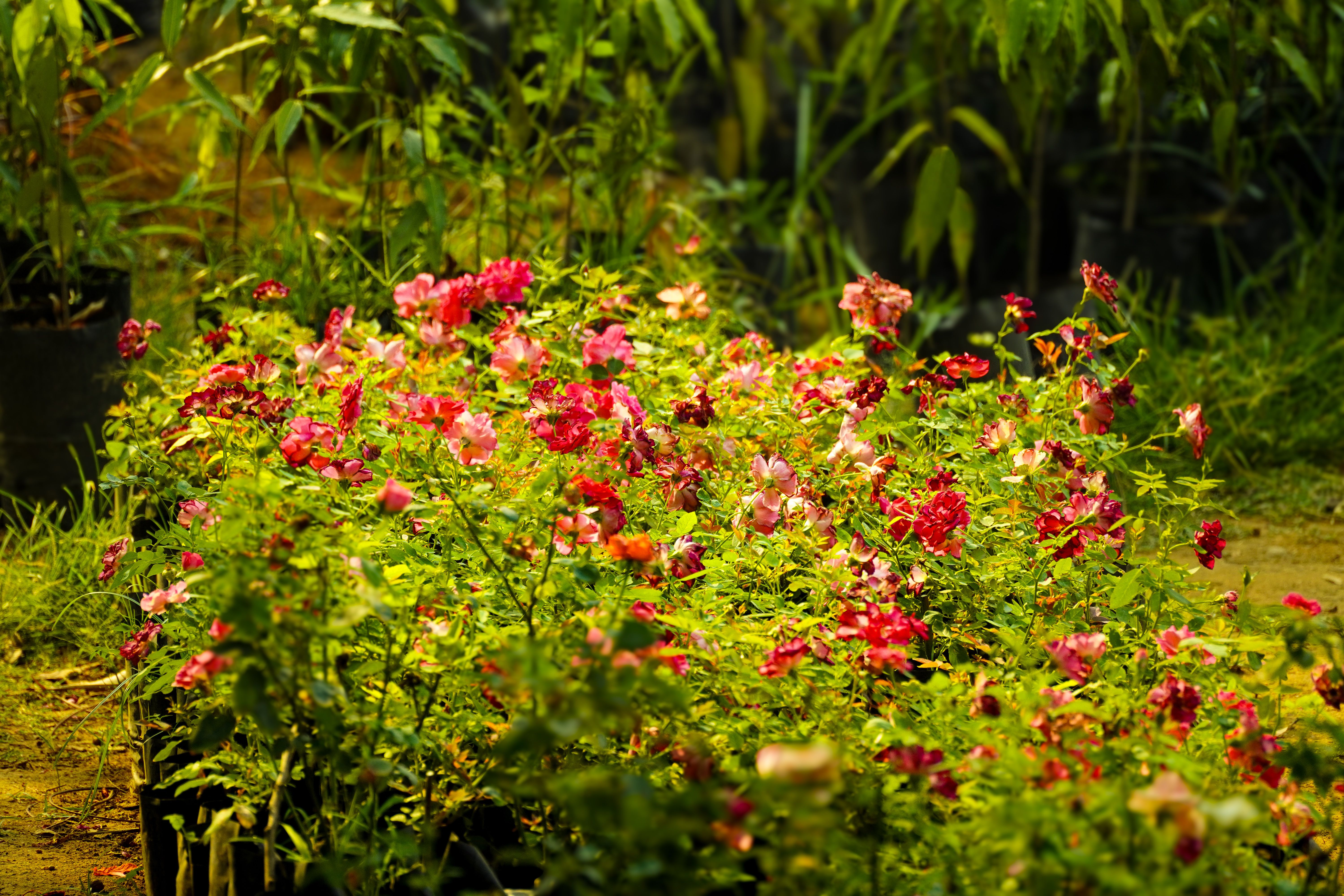 Vibrant Garden of Blooming Roses in Spring · Free Stock Photo