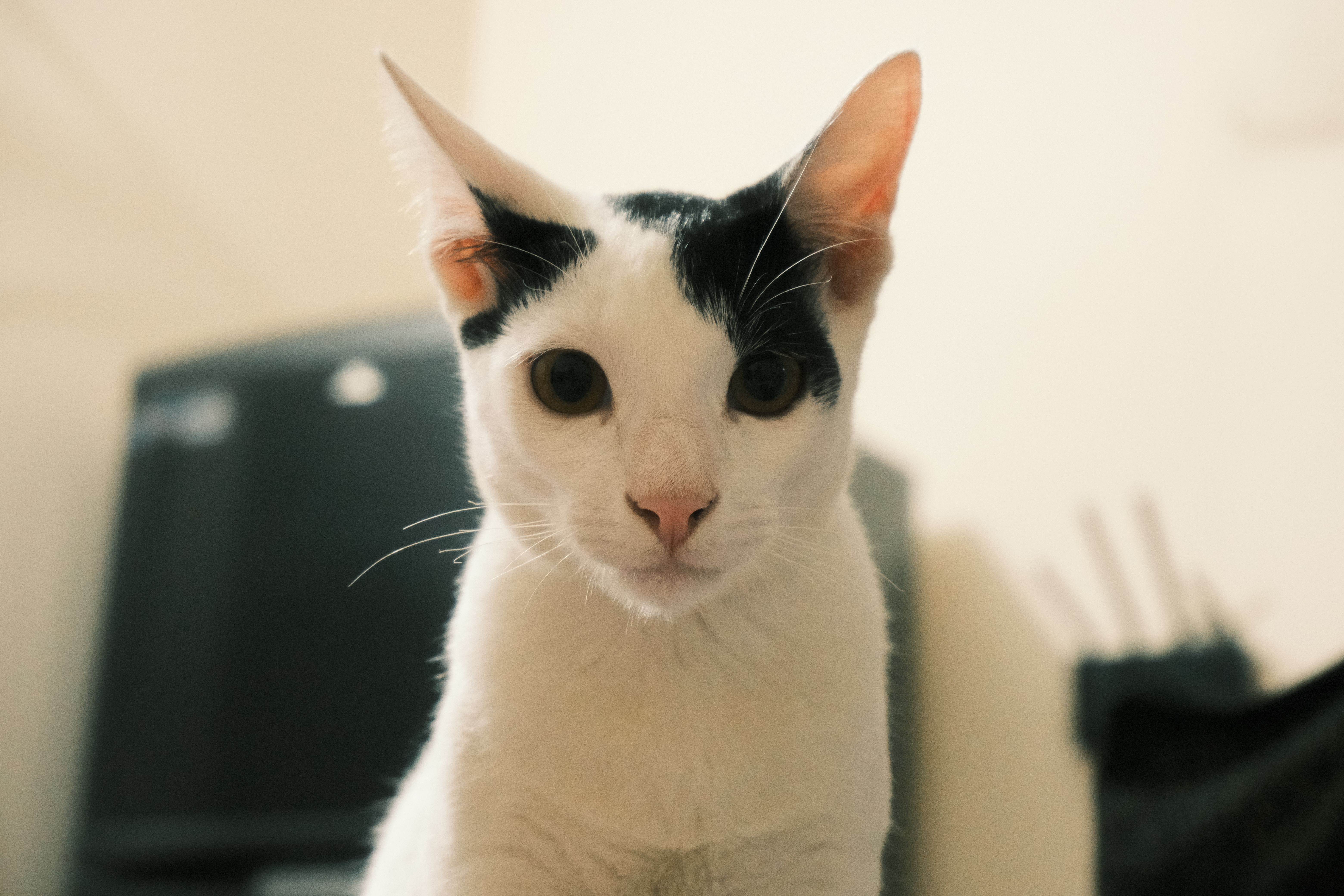 pet lifestyle pets lifestyle — Photo by Ahnaf Rahman Nabil on Pexels