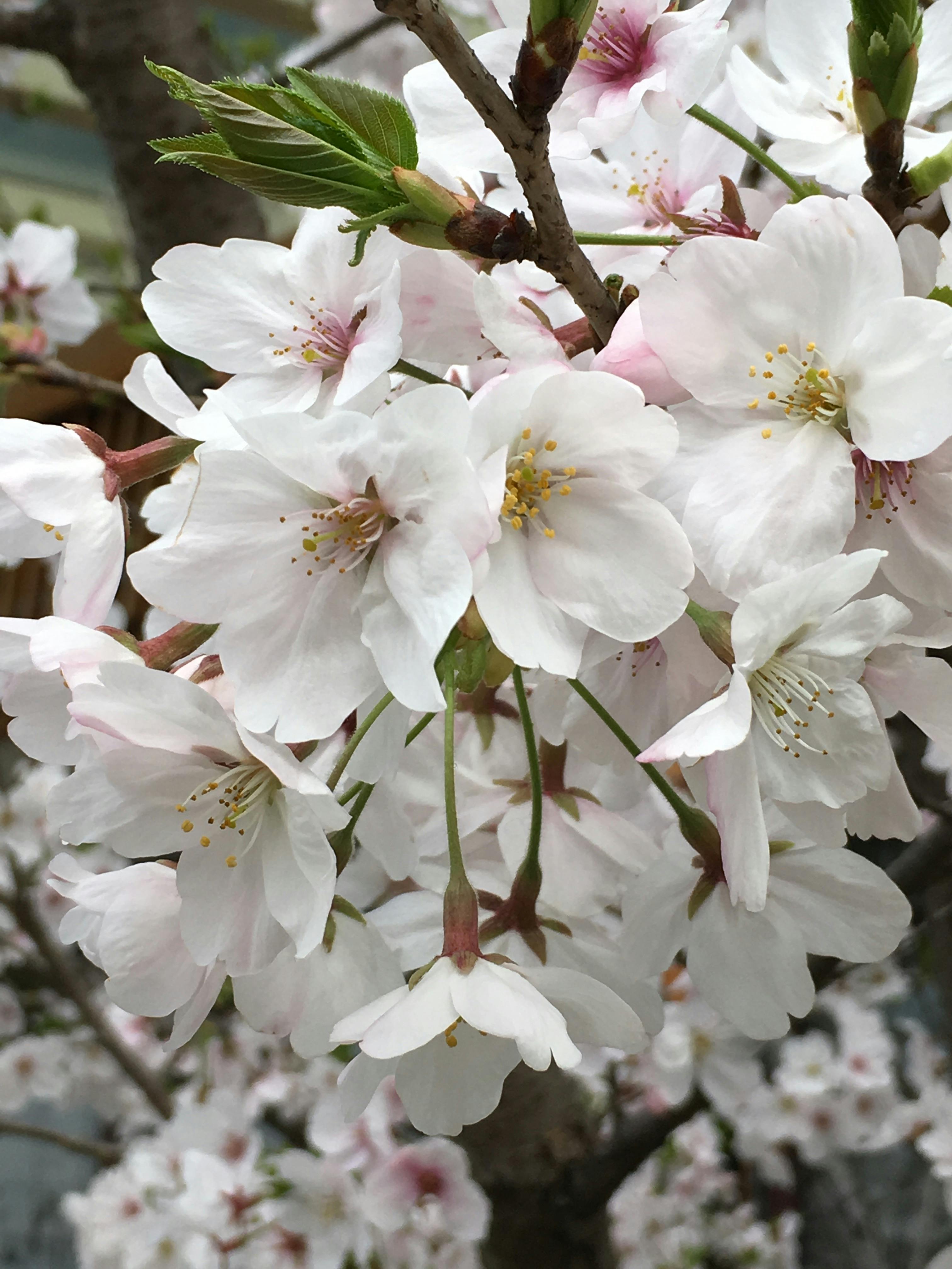 Free stock photo of beautiful flowers, cherry blossom, cherry blossoms