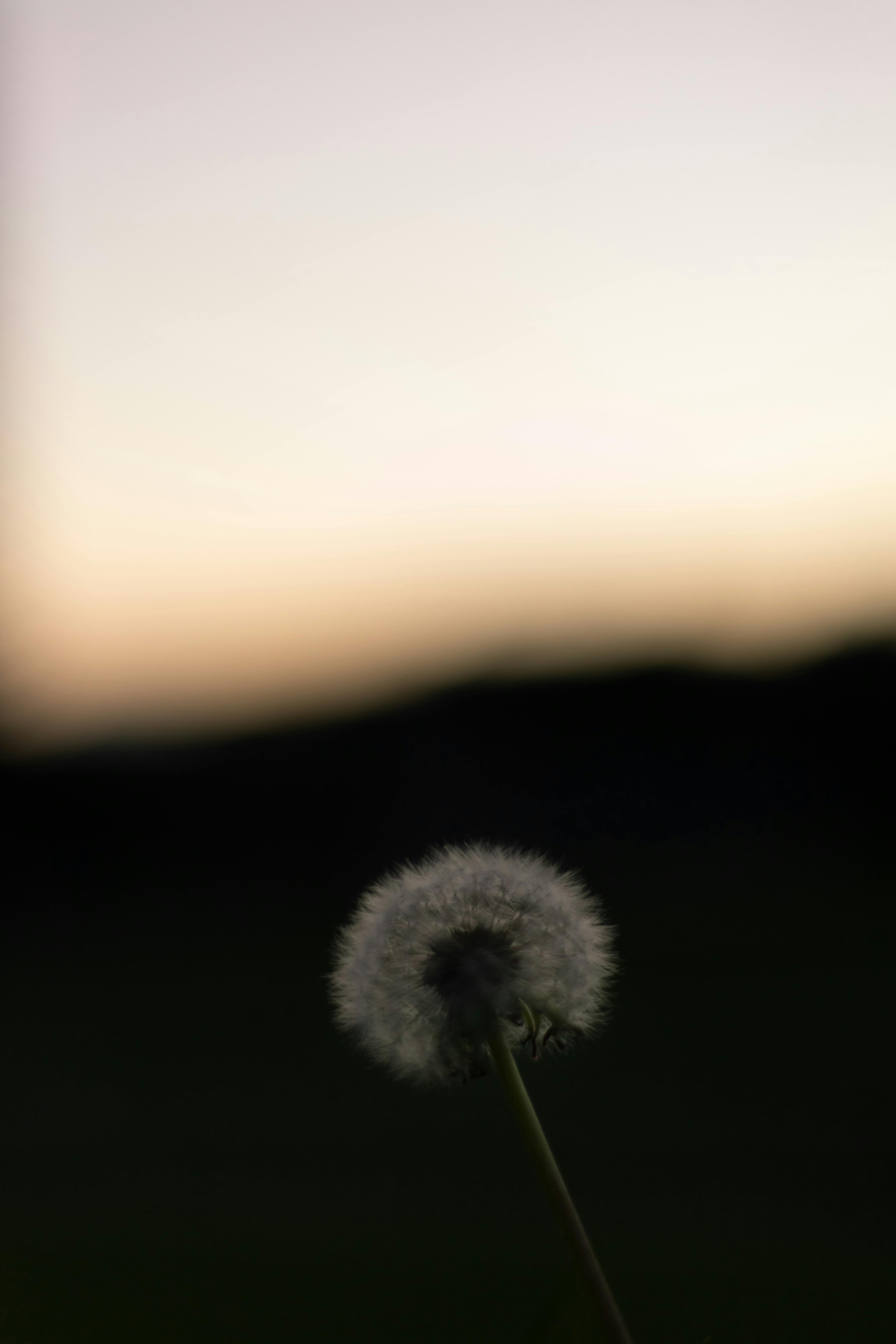 Peaceful dandelion silhouette photo in Melbourne at sunset, showing natural beauty and tranquility.