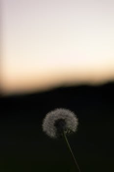 Peaceful dandelion silhouette photo in Melbourne at sunset, showing natural beauty and tranquility.