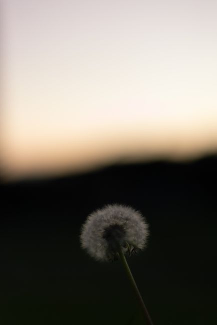 Peaceful dandelion silhouette photo in Melbourne at sunset, showing natural beauty and tranquility.