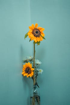 玻璃花瓶里插着新鲜的向日葵和紫菀花束，放在蓝墙边的桌子上