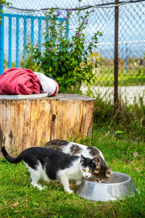 Free Two cats enjoying a sunny day in the village of Kakheti, Georgia. Stock Photo