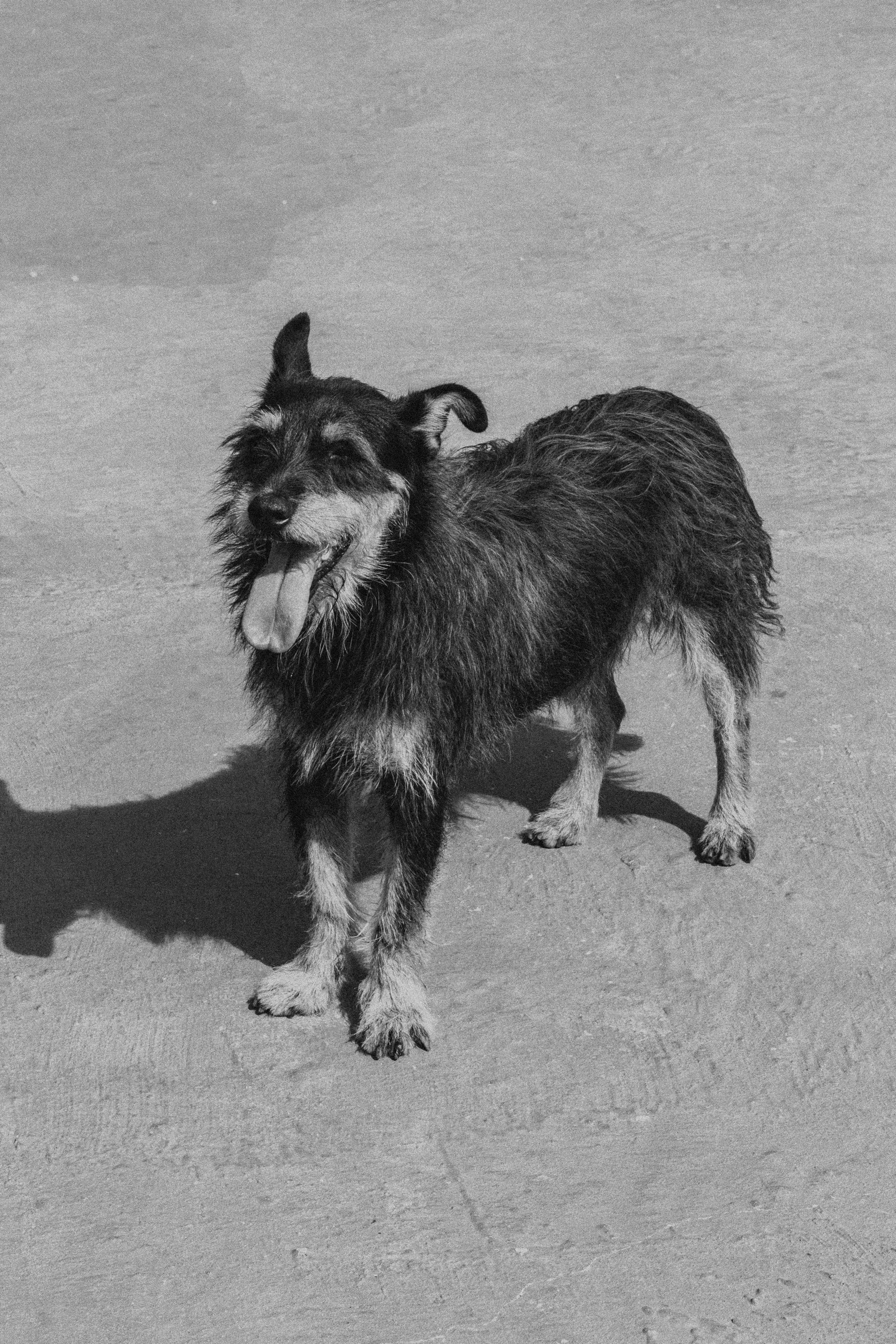 cute dog on street on sunny day