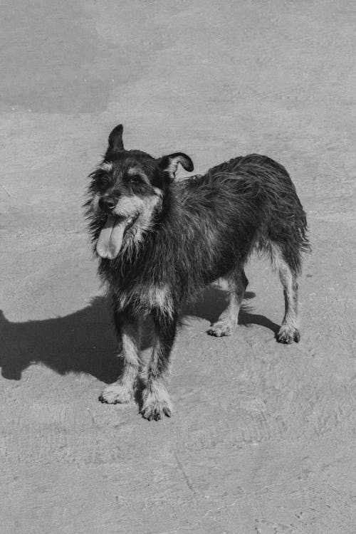 Fotobanka s bezplatnými fotkami na tému bez domova, cicavec, domáce zviera