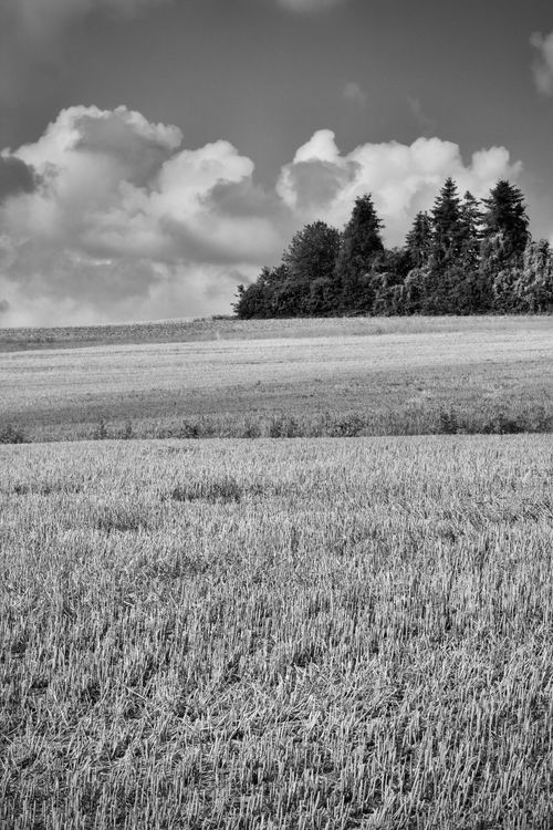 Free Monochrome photo of a vast wheat field with a distant treeline under a cloudy sky. Stock Photo