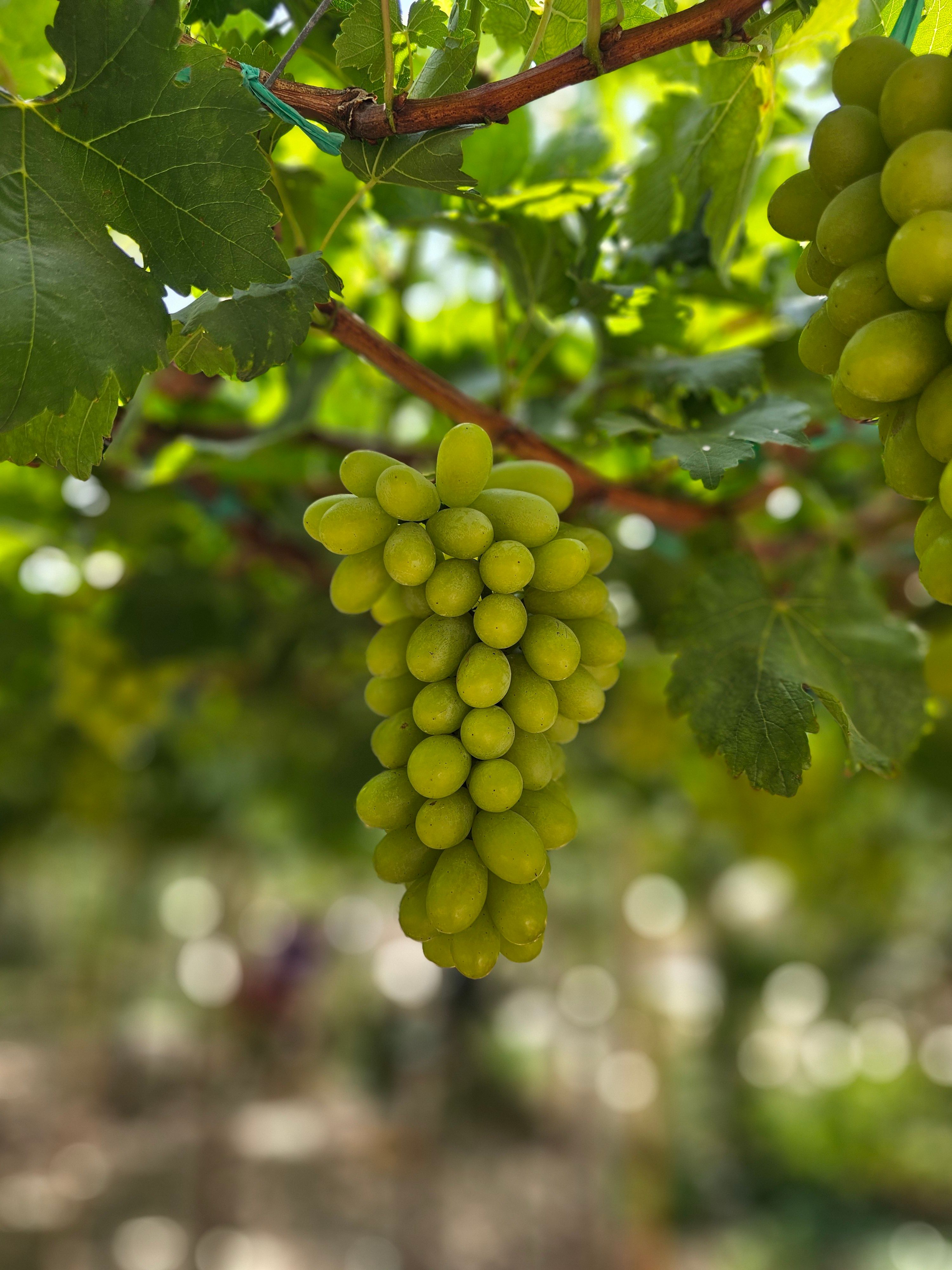 A close-up of ripe green grapes hanging on a vine in a vineyard.