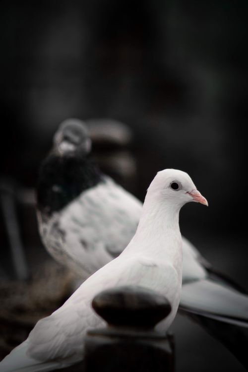 Free A serene image of a white and black pigeon perched together, symbolizing peace. Stock Photo