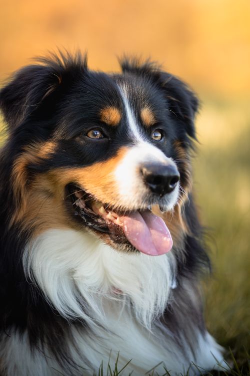 Free Close-up portrait of a young Australian Shepherd dog with a friendly gaze and fluffy fur, outdoors in natural light. Stock Photo