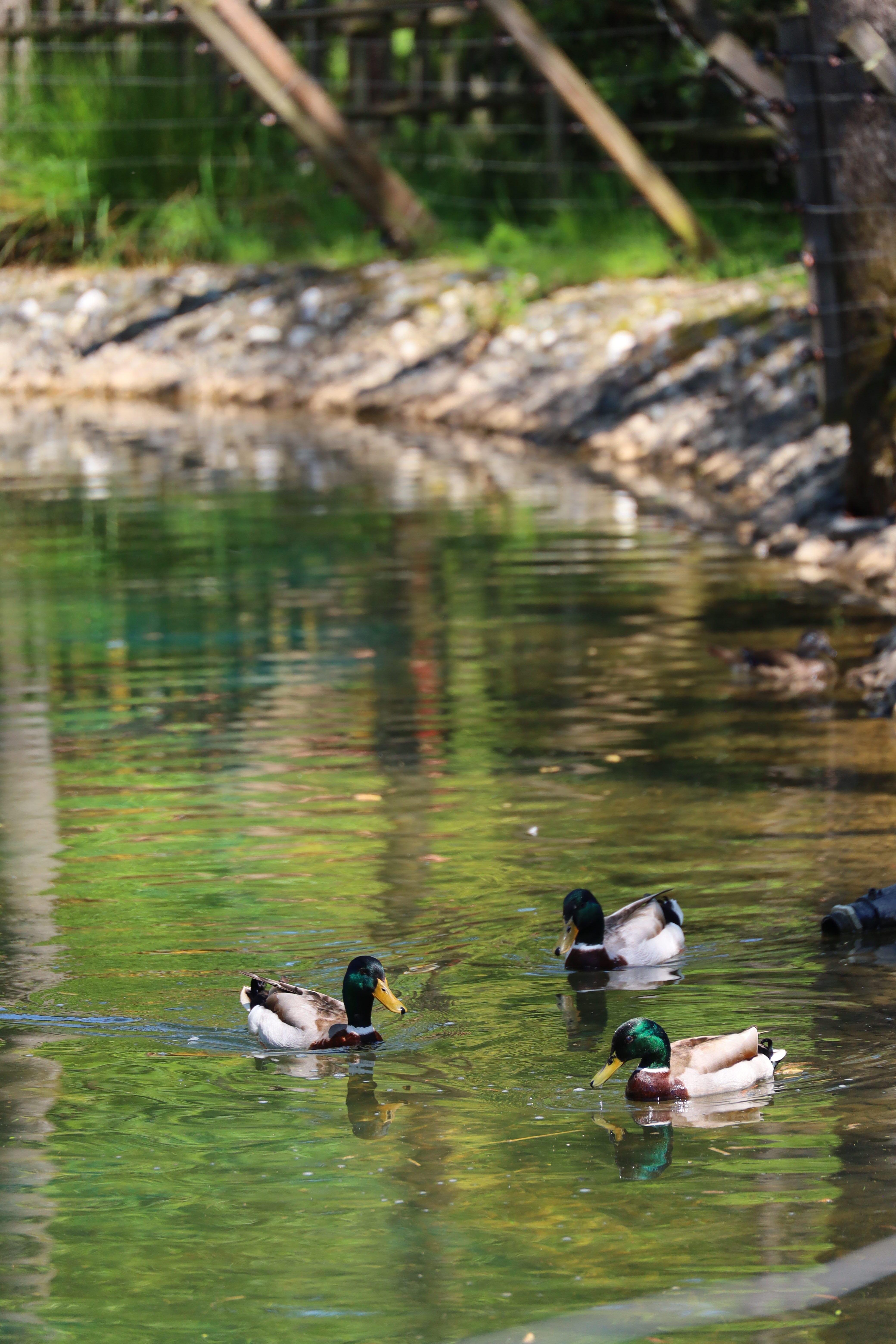 Four Mallard Ducks Swimming in a Tranquil Pond · Free Stock Photo