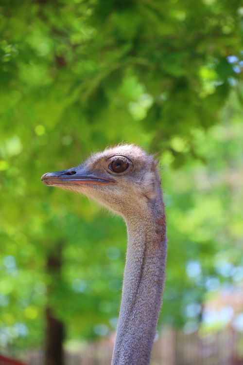 Free Vibrant photograph capturing an ostrich's profile amidst a green woodland setting. Stock Photo