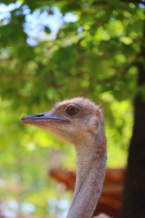 Free Captivating close-up of an ostrich with vibrant greenery background, taken outdoors. Stock Photo