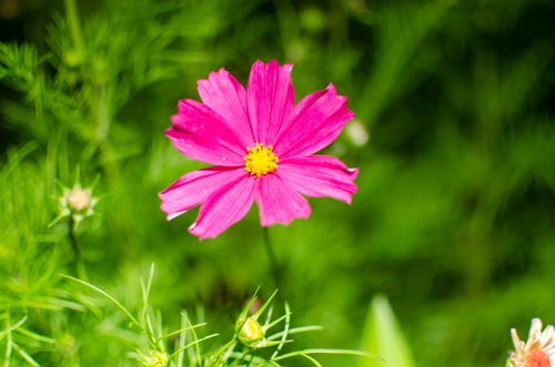 Free Close-up of a vibrant pink Cosmos flower with lush green background. Stock Photo