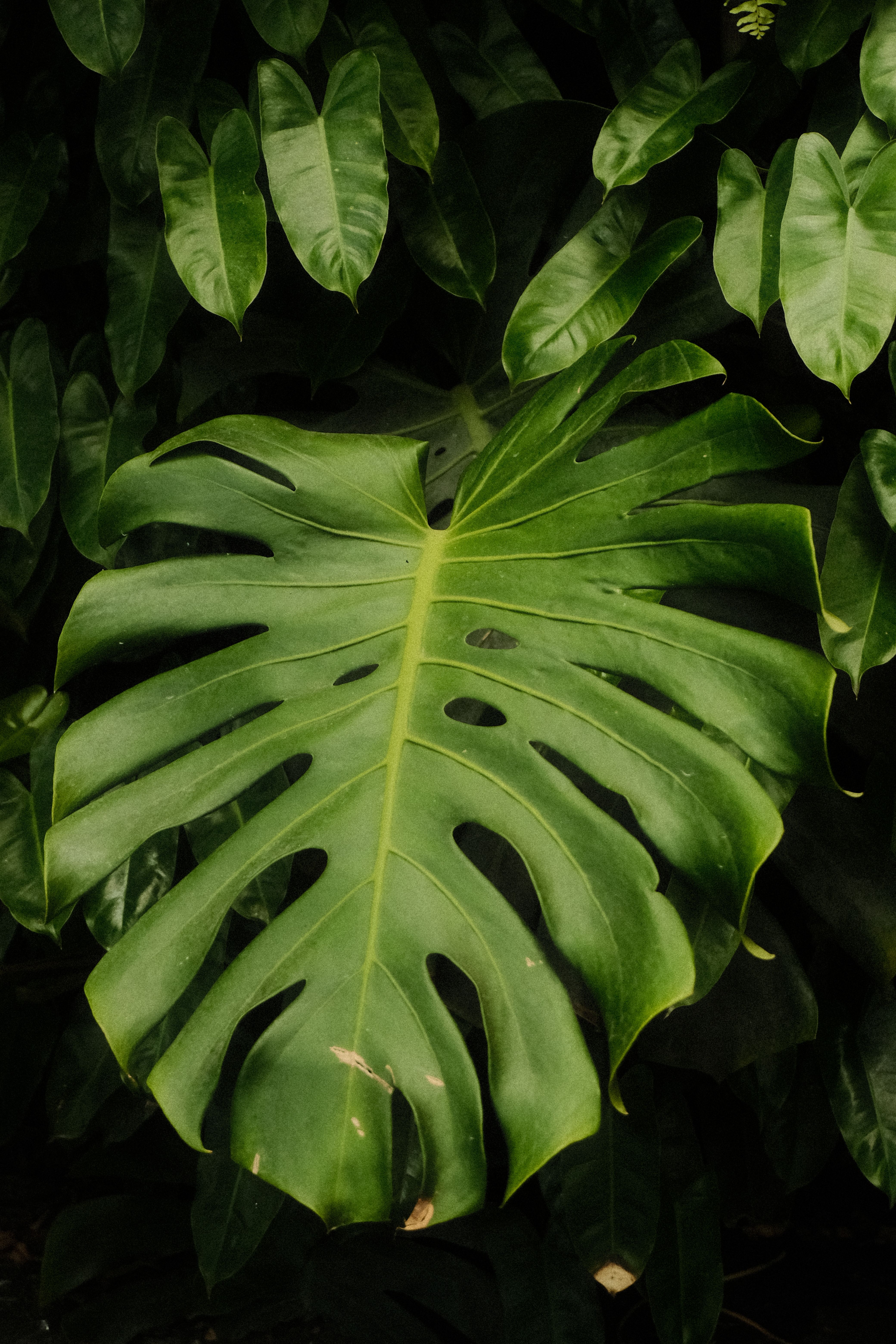Kostenloses Foto zum Thema: anlagenplanung, blatt ader, blatt nahaufnahme,  blattbeschaffenheit, blattlcher, botanisch, botanisches dekor, brasilien,  deliciosa, dschungellandschaft, dunkelgrn, exotisch, exotisches blatt,  familie der aronstabgewchse ...