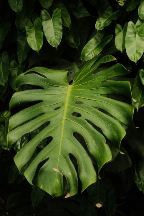 Free Close-up of a vibrant Monstera leaf amidst lush tropical foliage in Ho Chi Minh City. Stock Photo