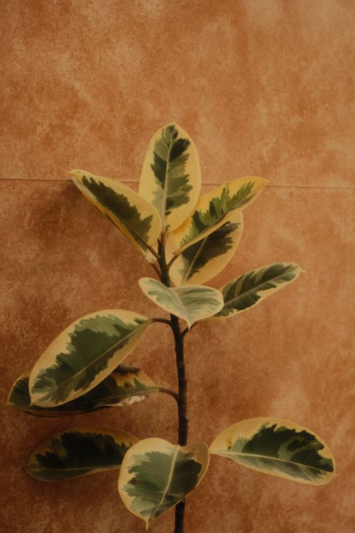 Free Close-up of a variegated rubber plant against a terracotta tile background in natural light. Stock Photo