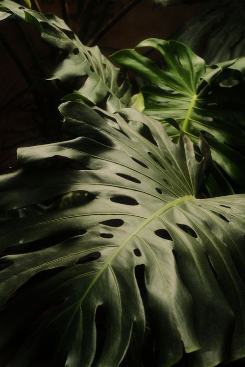 Free Dark and mysterious Monstera leaves showcasing their natural beauty with intricate patterns. Stock Photo