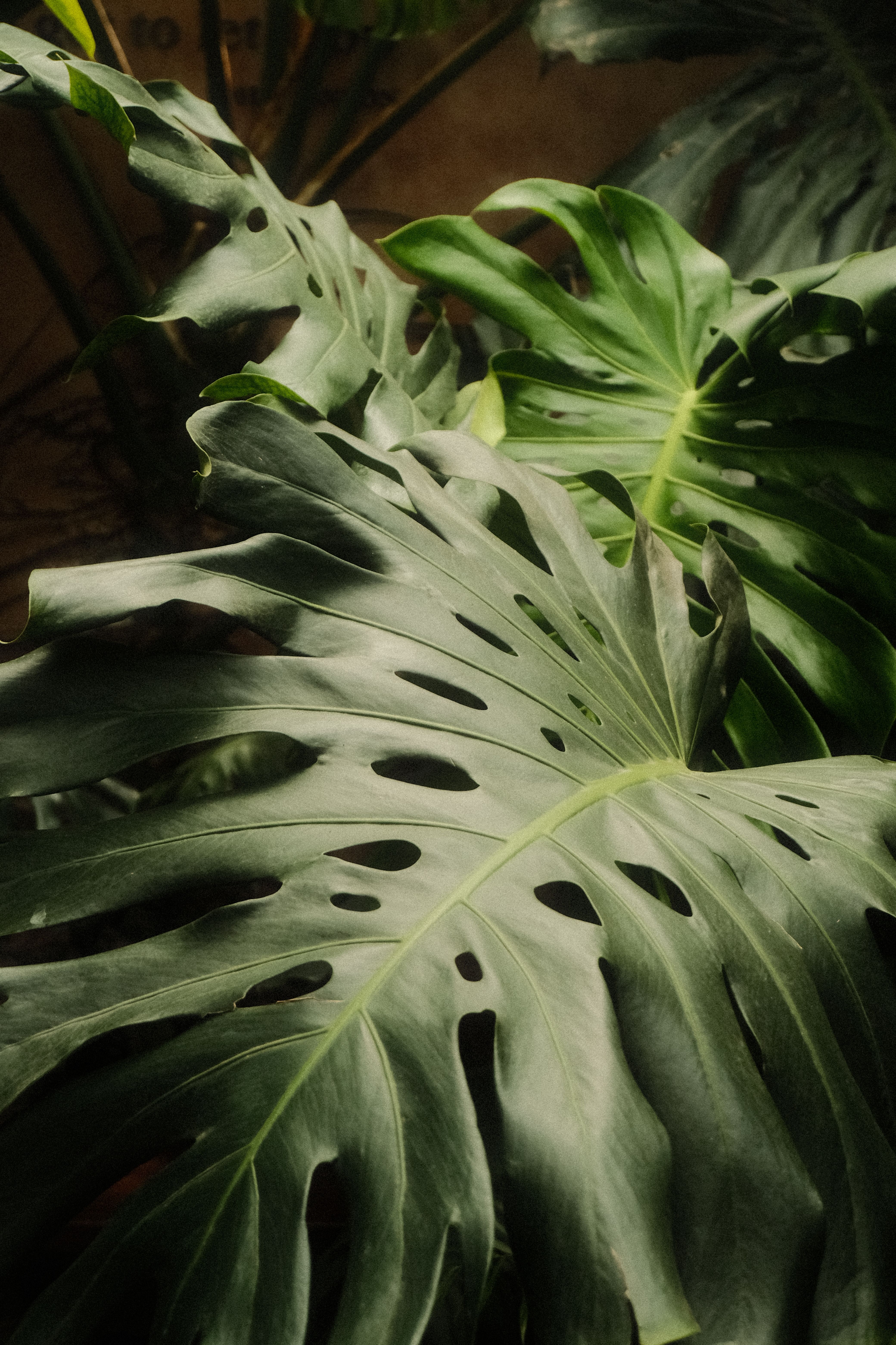 Close-up of vibrant green monstera leaves showcasing their unique patterns in Vietnam's tropical setting.. pexels, close, vib