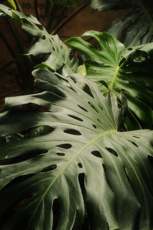 Free Close-up of vibrant green monstera leaves showcasing their unique patterns in Vietnam's tropical setting. Stock Photo