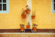 Charming scene of potted plants displayed against a vibrant yellow brick wall in Kathmandu.