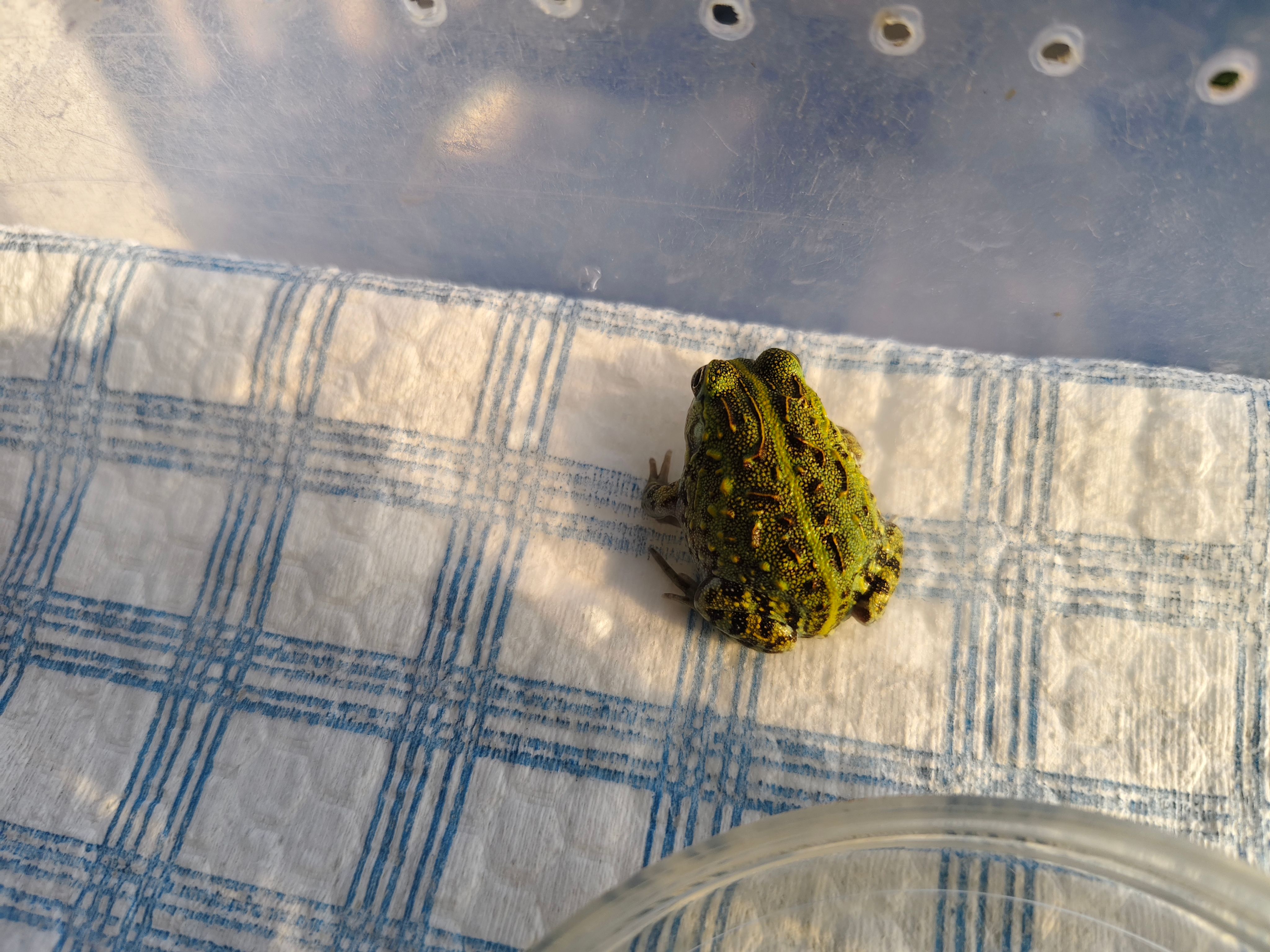 A vivid African bullfrog resting on a checkered cloth inside a container.